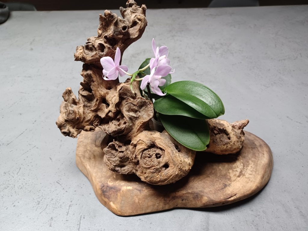 lanatureenlumiere-orchidé-ecrin-bois-décoration-